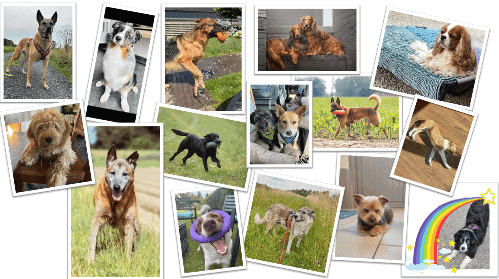 Fotowedstrijd Dierendag - Sunoré