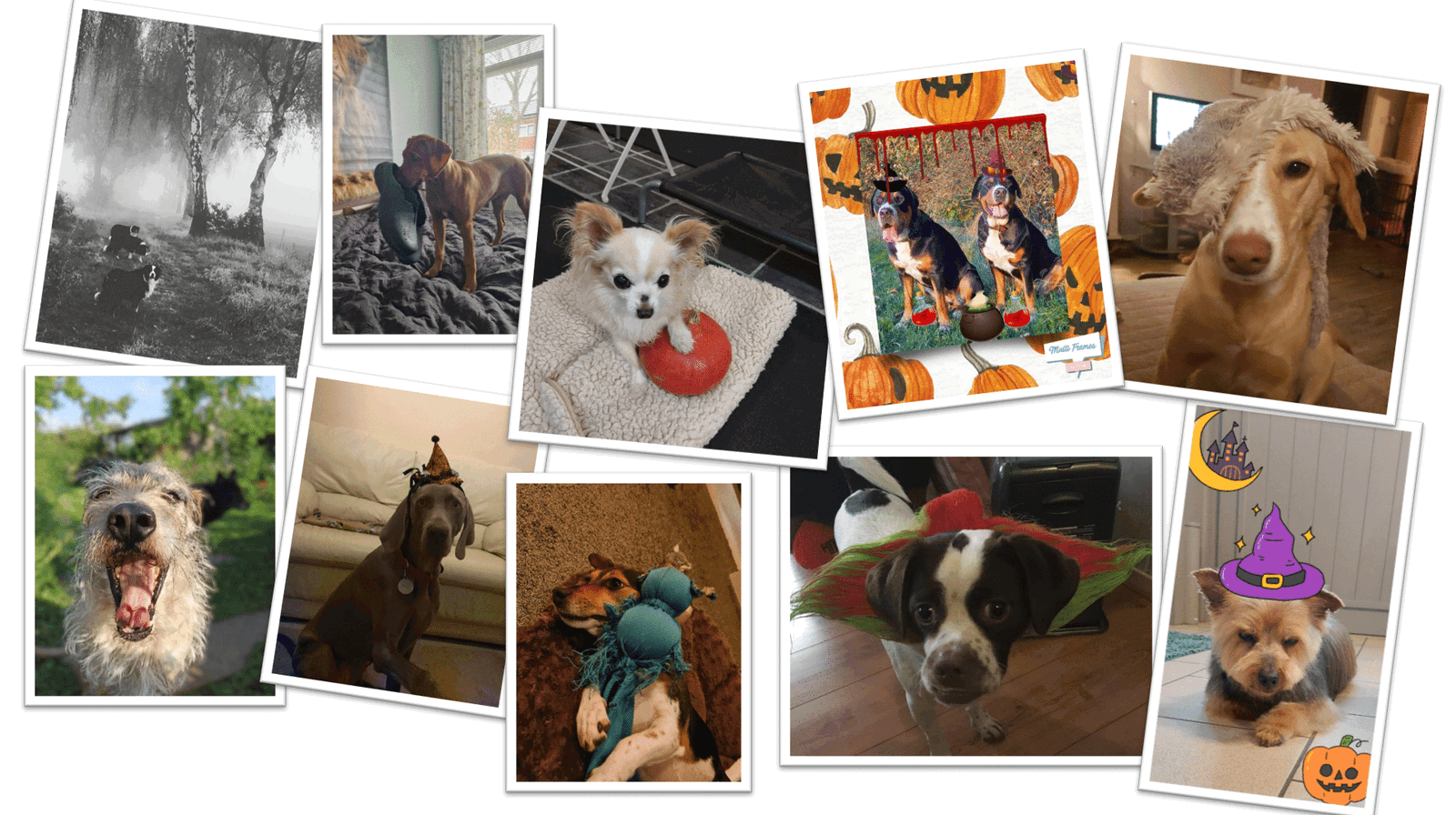 Fotowedstrijd Halloween - Sunoré