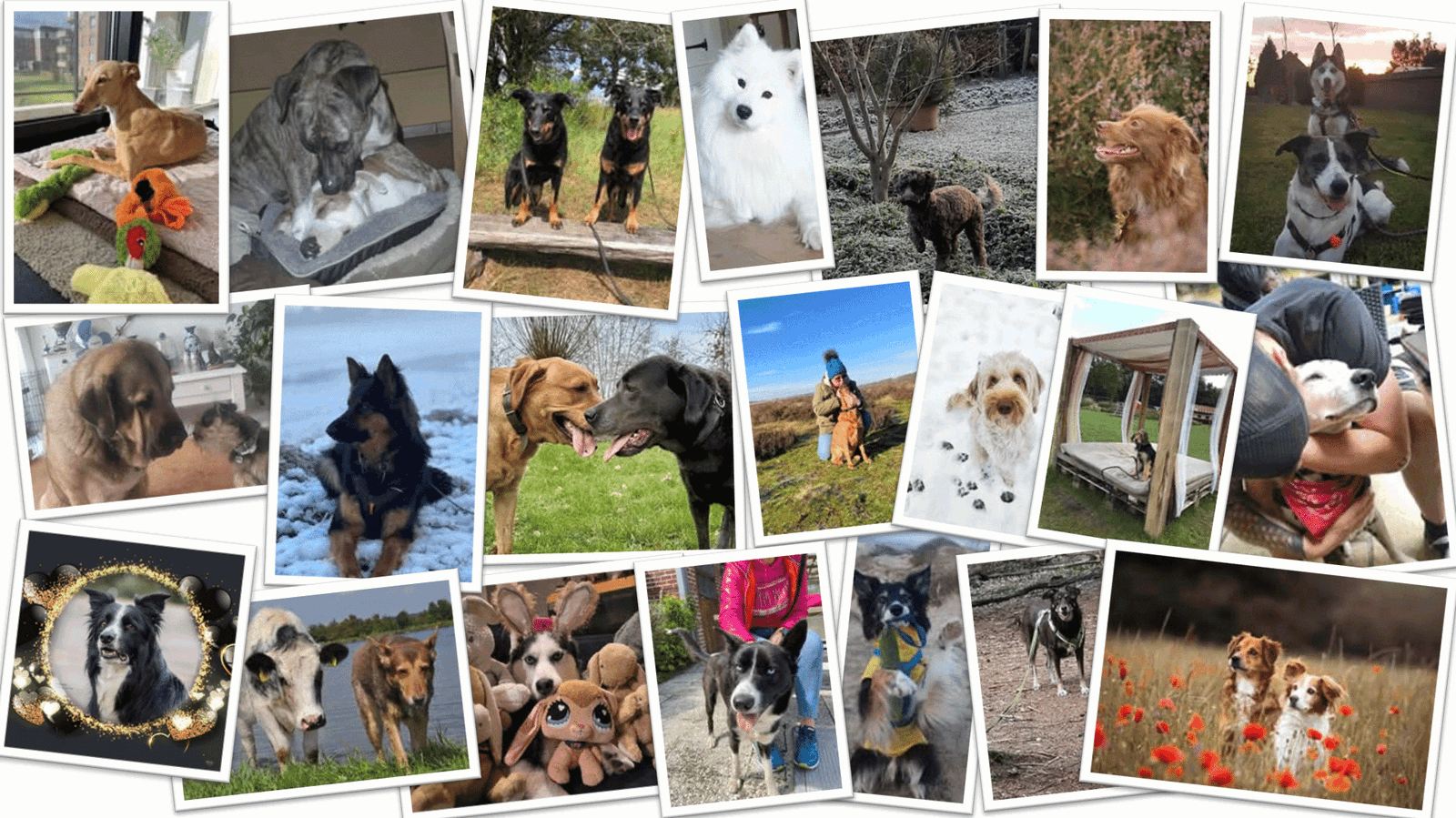 Fotowedstrijd Valentijn - Sunoré