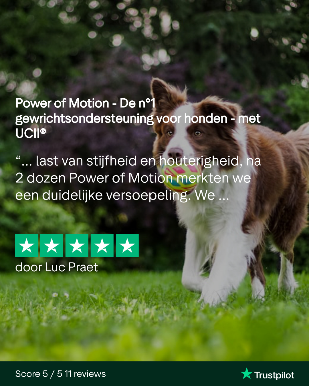 Power of Motion - De n°1 gewrichtsondersteuning voor honden - met UCII® - Afbeelding 9