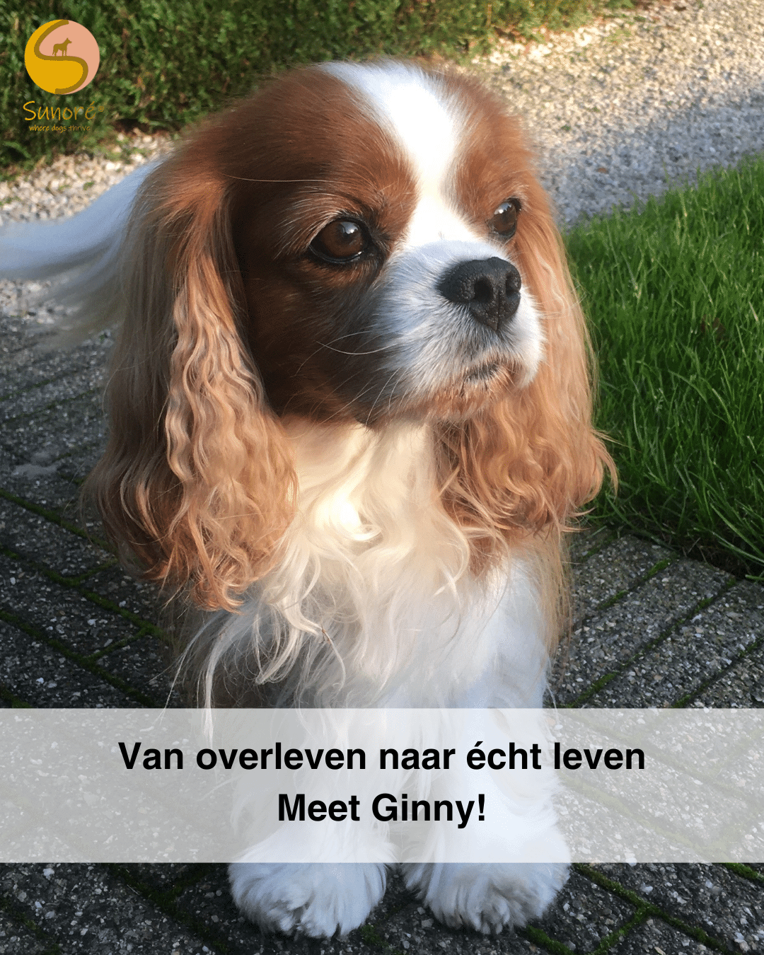 visuals socials 4 op5