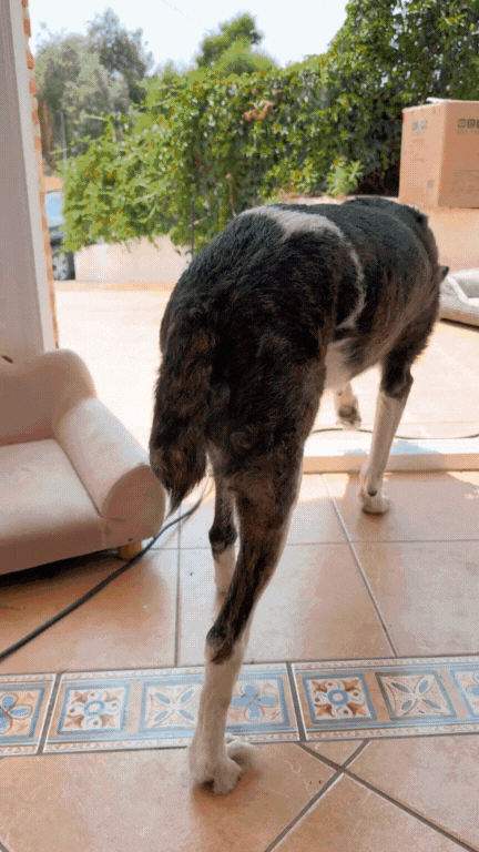 voor na van een hond die minder pijn heeft door de gewrichtssupletie van sunore