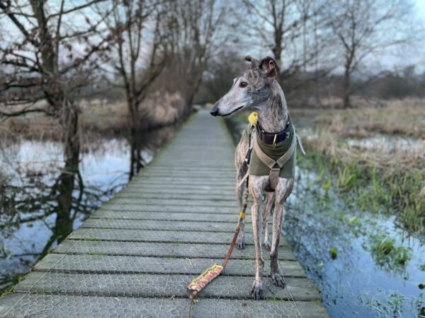 Hond op evenwichtsbruggetje. een hond heeft een brede evenwichtsbalk nodig, anders wordt hij ziek