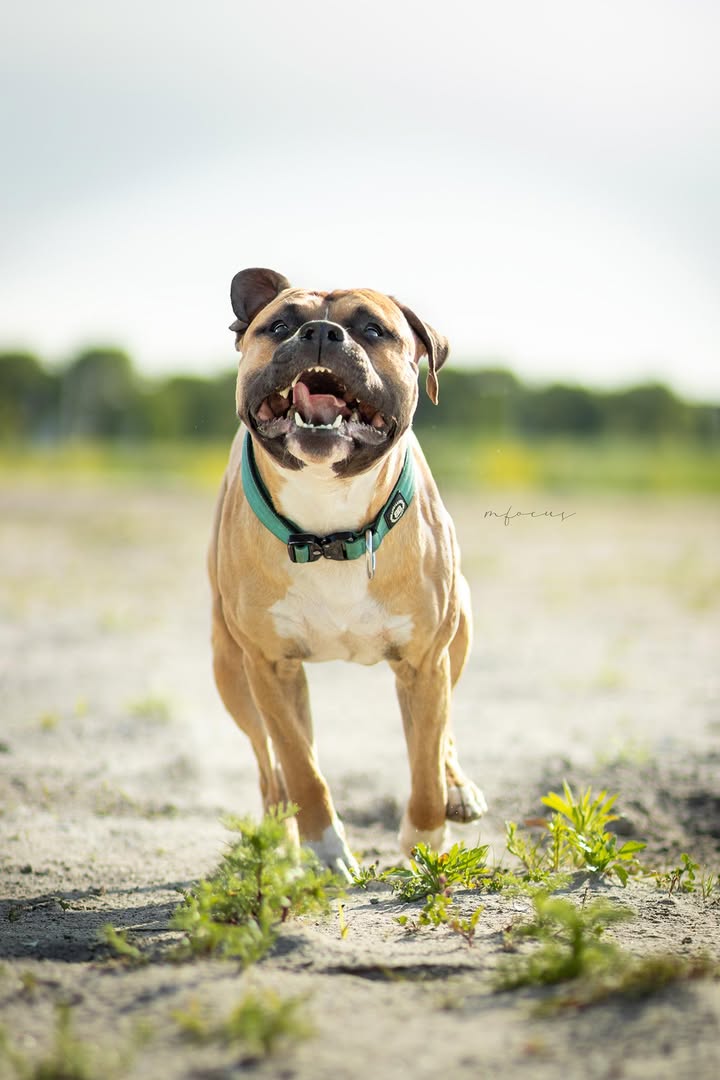 kane - die rent speelt en springt