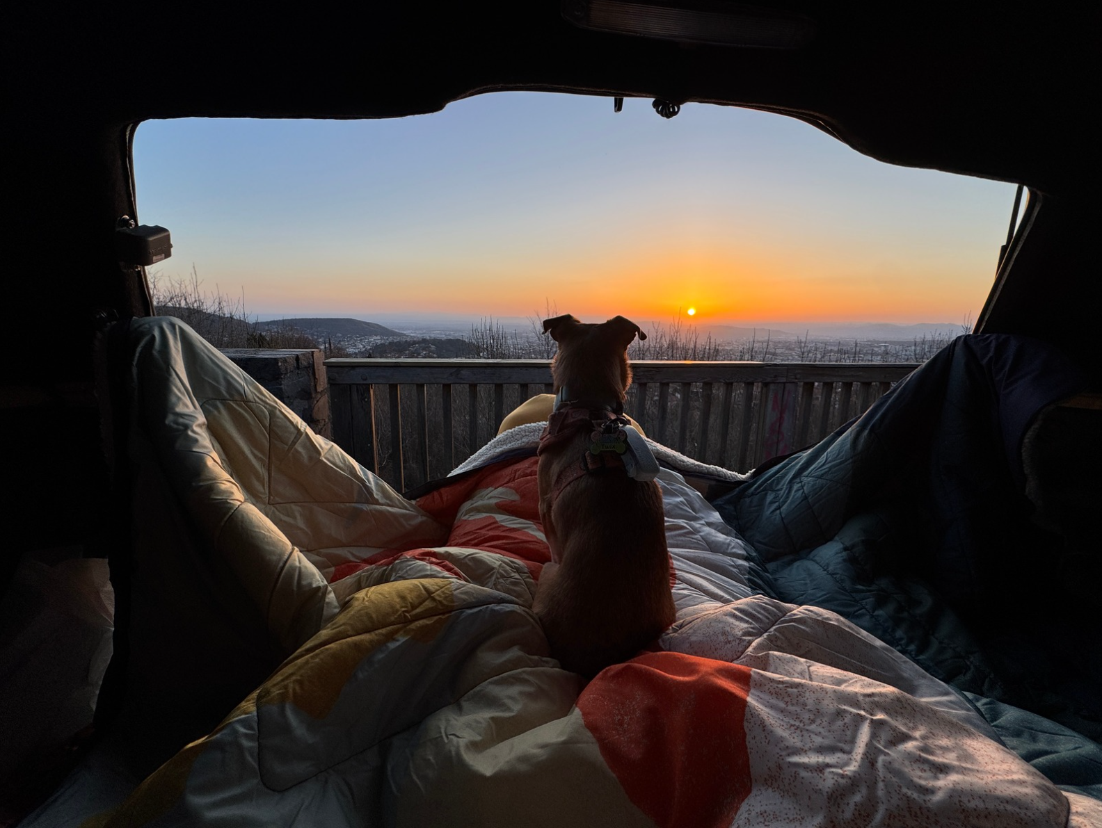 hond in tent zonsondergang