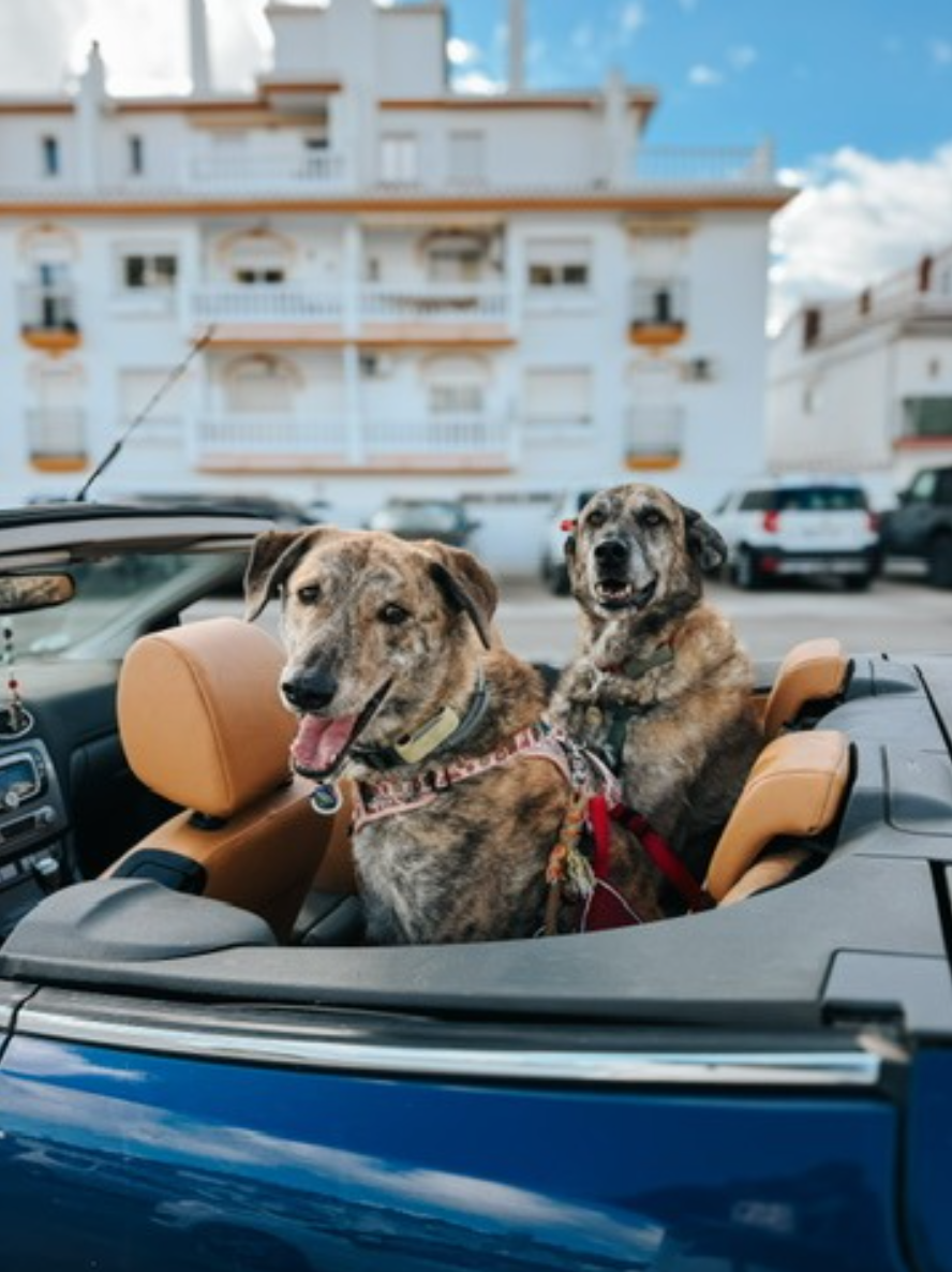 honden in auto