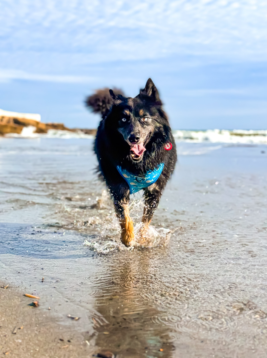 Naar zee met je hond