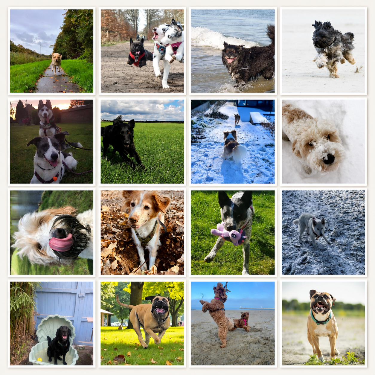 fotowedstrijd Sunoré dierendag 2025 1