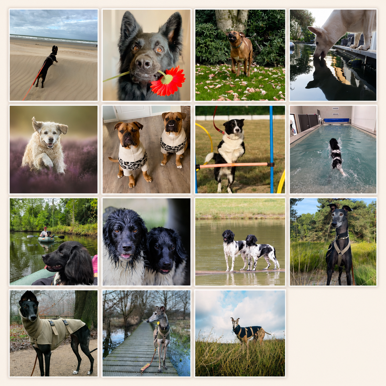fotowedstrijd Sunoré dierendag 2025 2