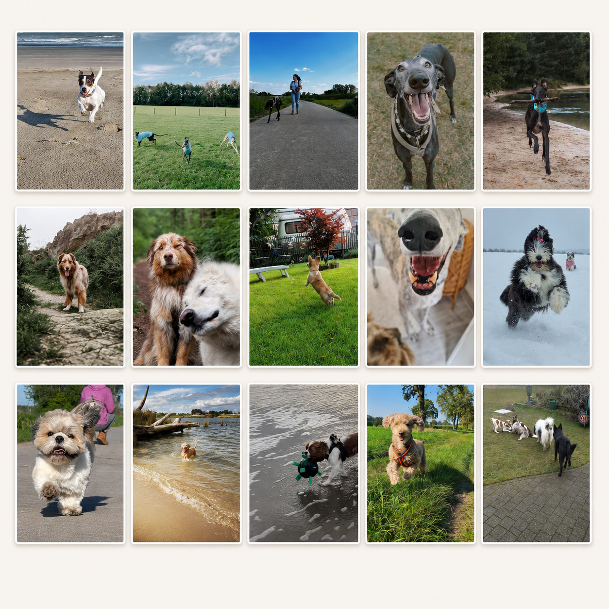 fotowedstrijd Sunoré dierendag 2025 3