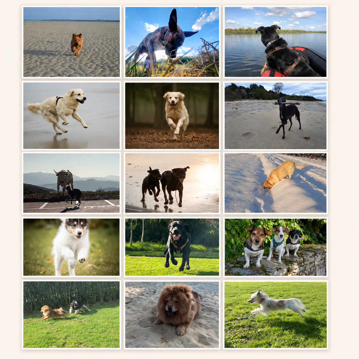 fotowedstrijd Sunoré dierendag 2025 4