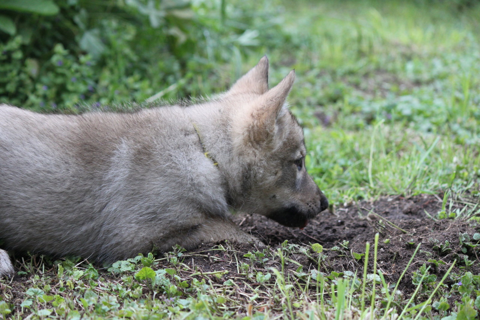 Raevie pup graaft