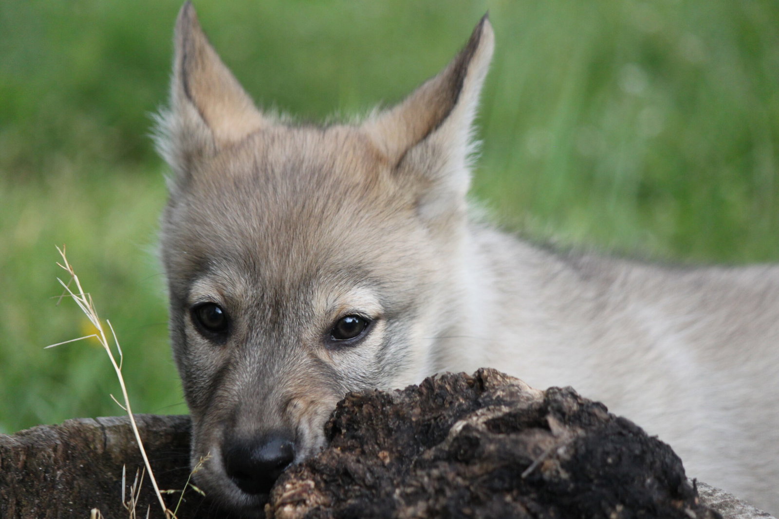 Raevie pup kauwt en ontdekt