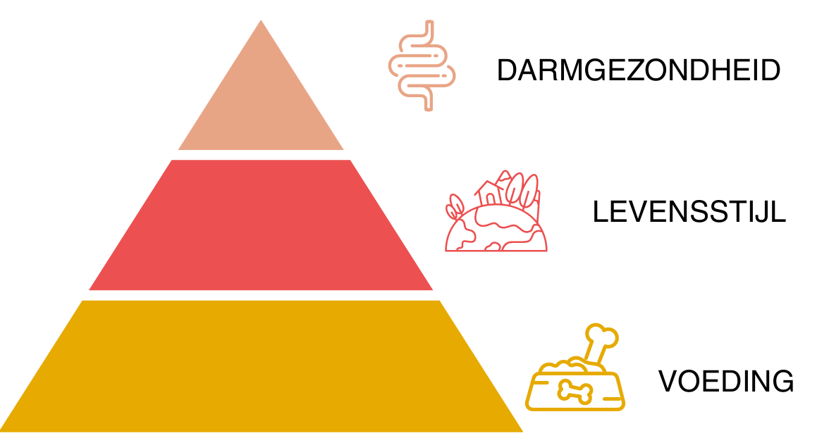 piramide 3 gezondheispeilers volgens dierenarts Véronique Van Haegenborgh